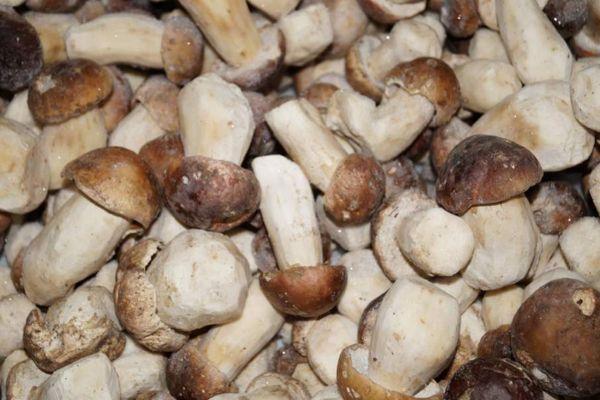 Хранение грибов