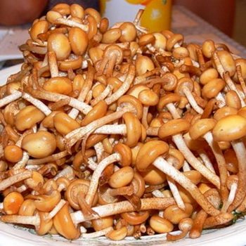 Способы обработки опят перед приготовлением