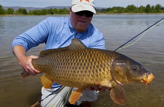 В большом сазане много икры