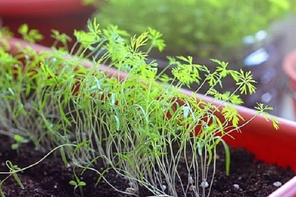 Выращивание петрушки